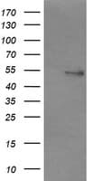 NONO / P54NRB Antibody (clone OTI3F8)