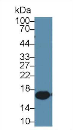 AIF1 / IBA1 Antibody (aa1-147)