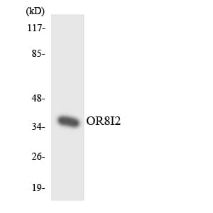 OR8I2 Antibody (aa45-94)