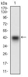 PON1 / ESA Antibody (aa20-155, clone 4G8A12)