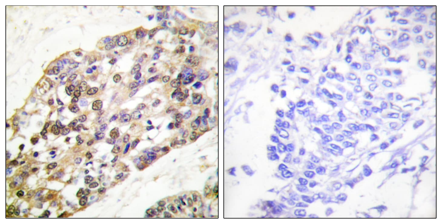 Histone H3 Antibody (aa13-62)