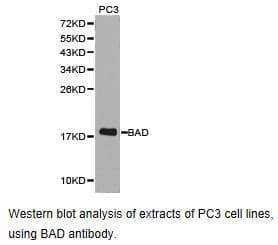 BAD Antibody