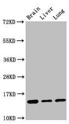 HIST1H2BN Antibody
