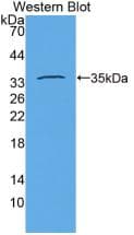 CD34 Antibody (HRP)