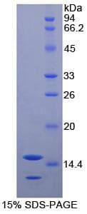 Human NTF3 / Neurotrophin 3 Protein (Recombinant His)