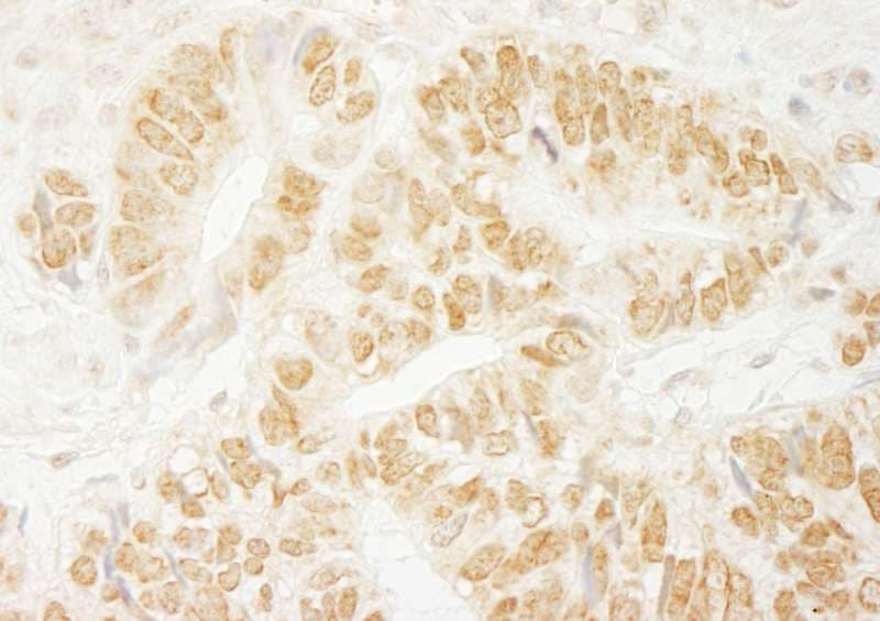 PAGR1 / C16orf53 Antibody (aa204-254)
