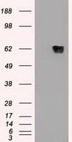 GAD1 / GAD67 Antibody (clone OTI5D8)