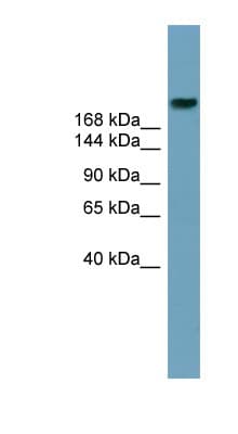 LI2 / Abca12 Antibody (aa1979-2028)