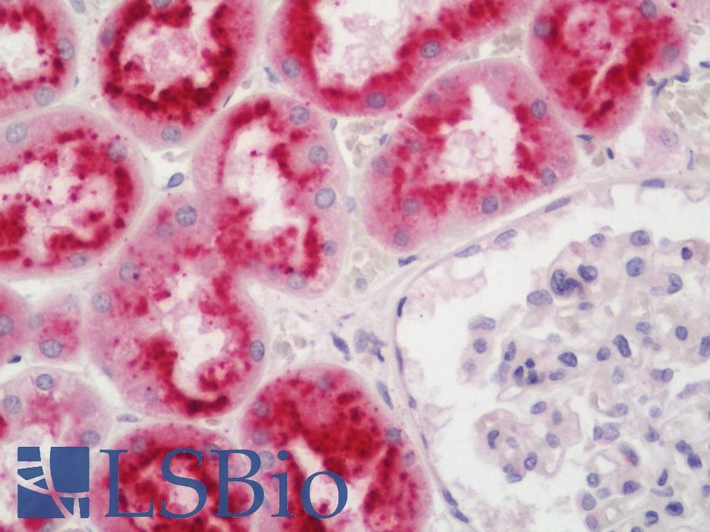 IHC-plus™ CST3 / Cystatin C Antibody