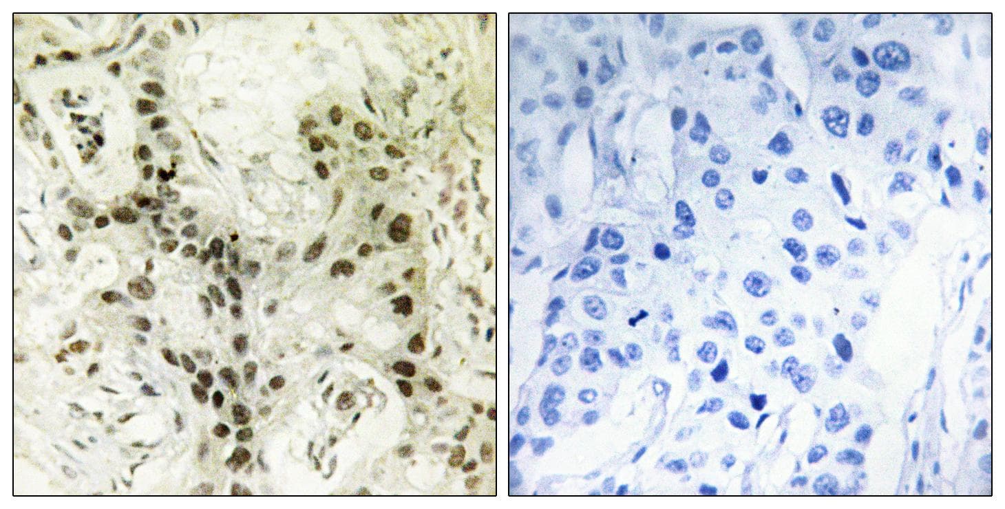 FOXI1 Antibody