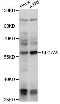 SLC7A8 / LAT2 Antibody