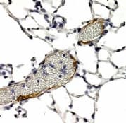 LYVE1 Antibody (C-Terminus, DY488)