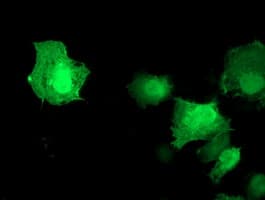 AKT1 Antibody (clone OTI3B4, Carrier-free)