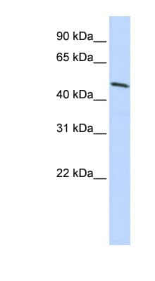HOXB3 Antibody (aa108-157)