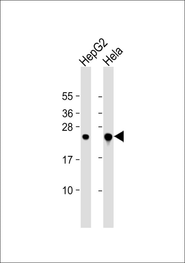 MRRF Antibody