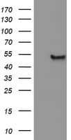 APMAP / C20orf3 Antibody (clone OTI1A9)