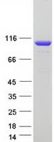 Human RABEP1 / Rabaptin-5 Protein (Recombinant Myc-DDK (Flag))