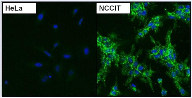 Goat Anti-Mouse IgG Secondary Antibody (DY488)