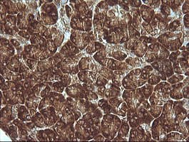 MAP2K1 / MKK1 / MEK1 Antibody (clone OTI3B4, Carrier-free)