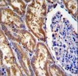 EXOC3L1 Antibody (aa652-680)