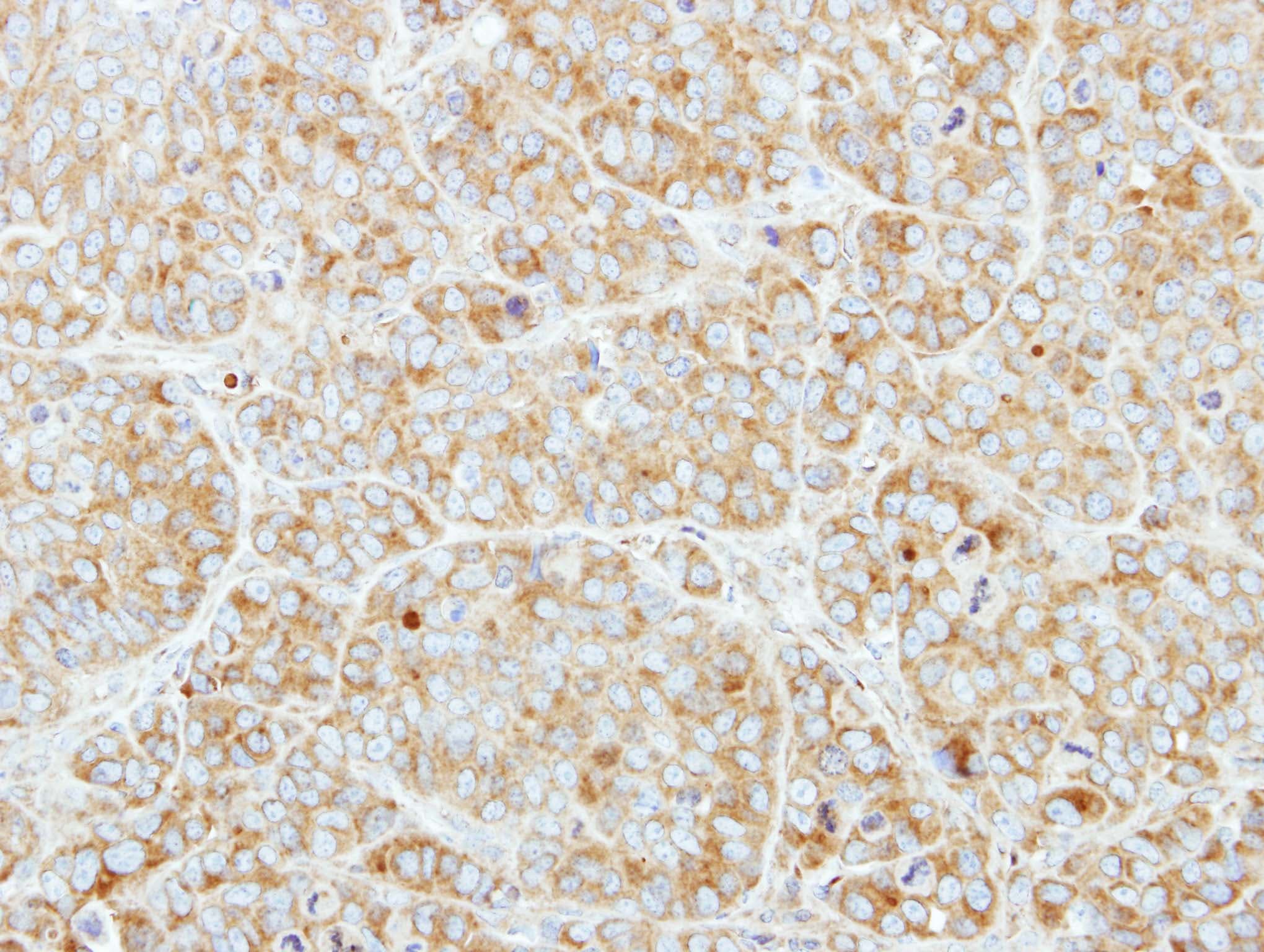 CSDE1 Antibody (aa198-433)