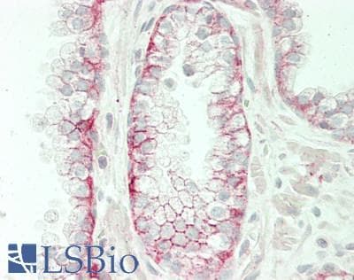 IHC-plus™ Polyclonal Rabbit anti-Human OR4S1 Antibody (aa282-309, IHC, WB)