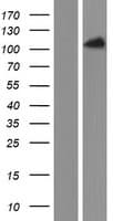 PACS2 Protein (Over-Expression Lysate Myc-DDK (Flag))