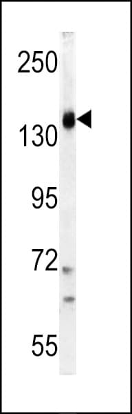 PIK3CG / PI3K Gamma Antibody (aa1074-1102)
