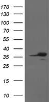 APEX1 / APE1 Antibody (aa1-242, clone 2A4, Carrier-free)