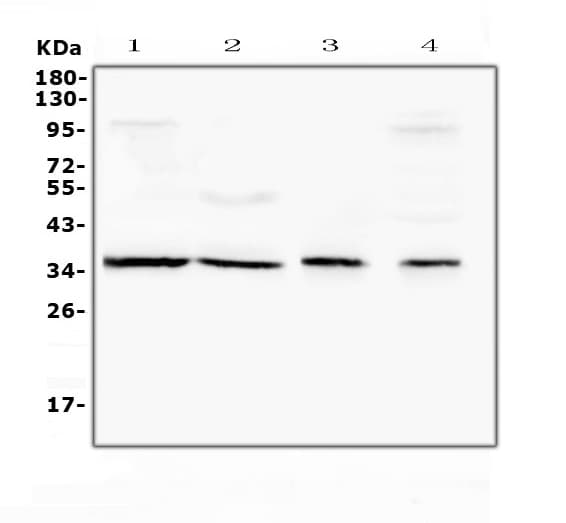 ANXA4 / Annexin IV Antibody