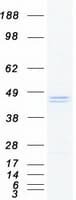 Human CLEC4M / L-SIGN / CD299 Protein (Recombinant Myc-DDK (Flag))