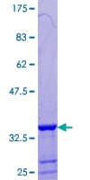 Human GTF2H5 Protein (Recombinant GST)