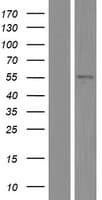 TRIM10 Protein (Over-Expression Lysate Myc-DDK (Flag))