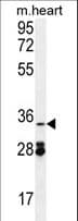 OXNAD1 Antibody (aa248-277)