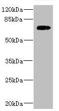 SLC2A13 / HMIT / GLUT13 Antibody