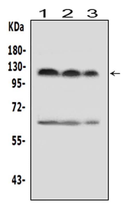 Polyclonal Rabbit anti-Human HIF2A / EPAS1 Antibody (aa282-301, WB)
