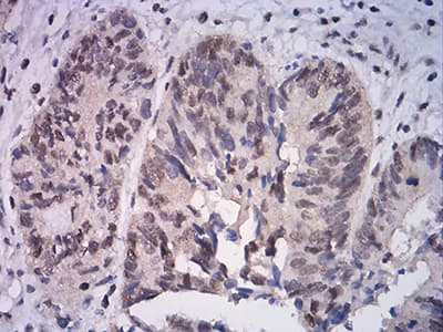 ATF4 Antibody (clone 2A6F12)
