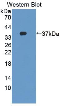 FBXL3 Antibody (aa1-292)