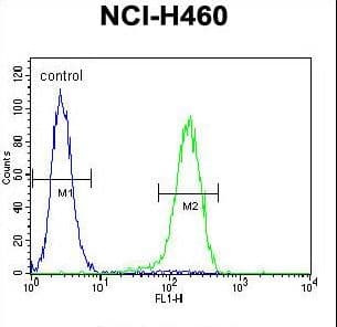 Polyclonal Rabbit anti-Human PRAMEF6 Antibody (aa395-423, IHC, IF, WB)