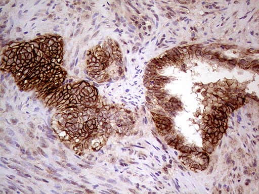 Monoclonal Mouse anti-Human GNAS Antibody (clone OTI7A4, IHC, WB)