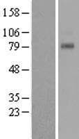 T1R1 / TAS1R1 Protein (Over-Expression Lysate Myc-DDK (Flag))