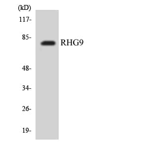 ARHGAP9 Antibody (aa202-251)