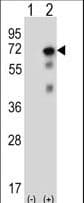 USP2 Antibody (aa508-538)
