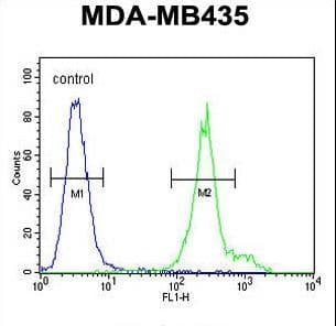 Polyclonal Rabbit anti-Human ANKFY1 Antibody (aa436-465, IHC, WB)