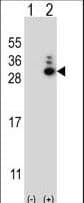 Polyclonal Rabbit anti-Human MOB1A Antibody (aa5-33, WB)
