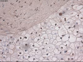 NOTCH1 Antibody (clone OTI4C9)
