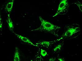 Prominin 2 / PROM2 Antibody (clone OTI3D12)
