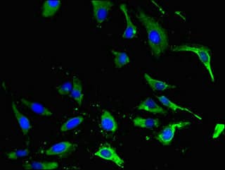 EPHA4 / EPH Receptor A4 Antibody