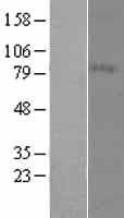 Human MFI2 / p97 Protein (Over-Expression Lysate Myc-DDK (Flag))