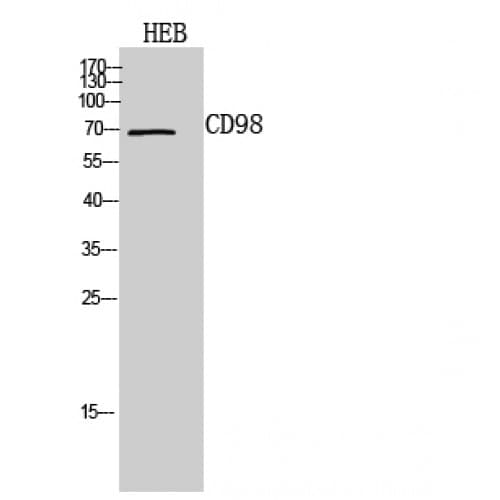 SLC3A2 / CD98 Heavy Chain Antibody (491-540 aa, C-terminal)